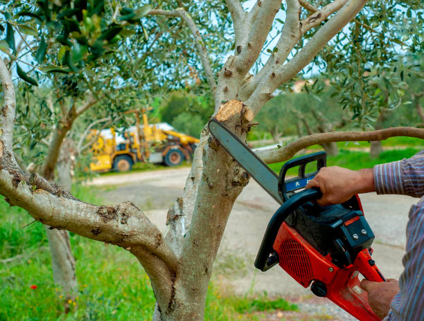 Best Tree Removal for Businesses  in USA